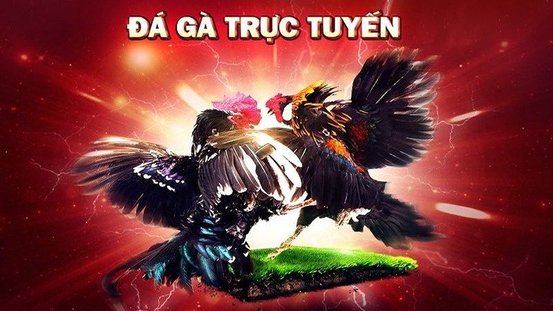 đá gà ăn tiền trực tiếp